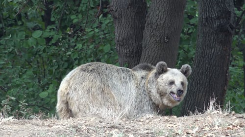 Bear Standing in a Green Forest