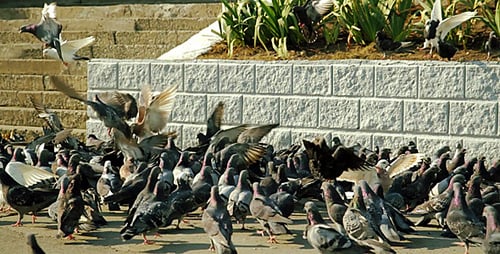 Mittagessen für Tauben
