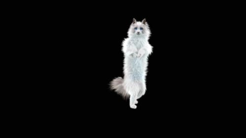 Fluffy White Cat Standing Upright Looking Around Animation