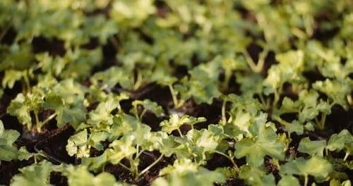 Close-up of Green Leafy Plant Seedlings Growing