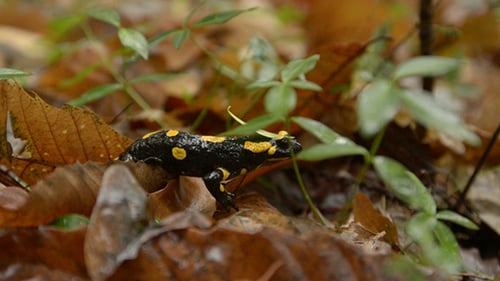 Salamander Crawling on Fallen Leaves in a Forest