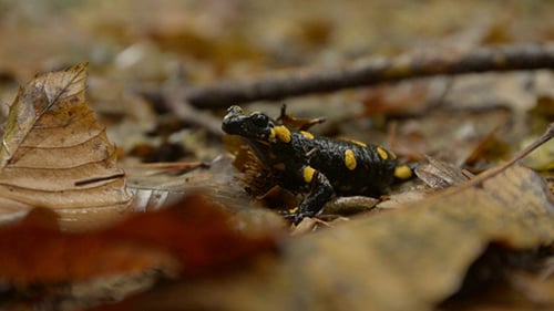 Fire Salamander Resting on Forest Leaves
