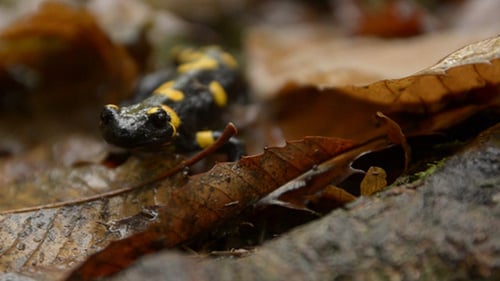 Fire Salamander Walking Through Forest on Leaves