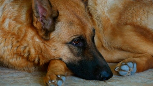 German Shepherd Sleeping On The Carpet