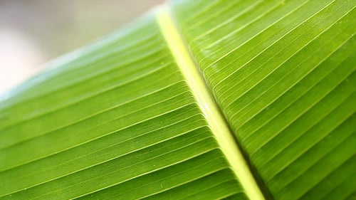 Grünes Blatt in der Natur 118