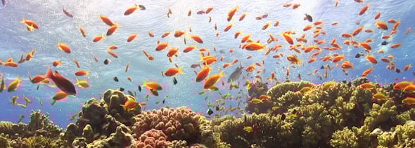 Colorful Fish on Vibrant Coral Reef 951