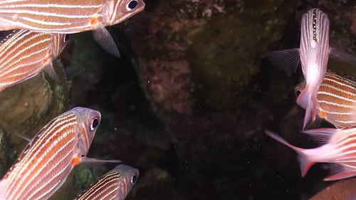 Shoal of Stripped Fish on Coral Reef 955