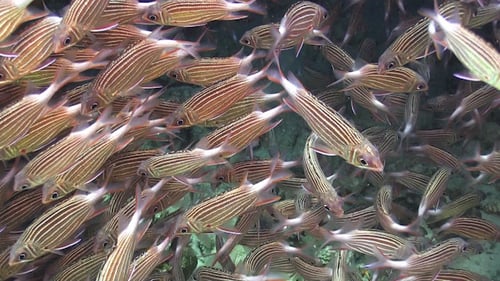 Cardume de peixes despojados no recife de coral 958