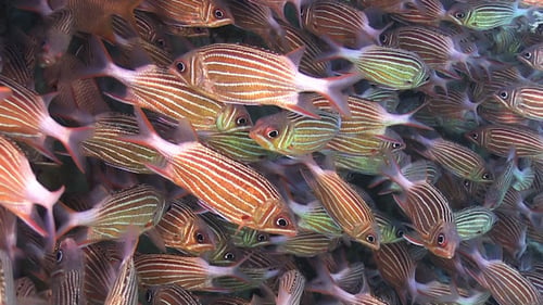 Shoal of Stripped Fish on Coral Reef 959