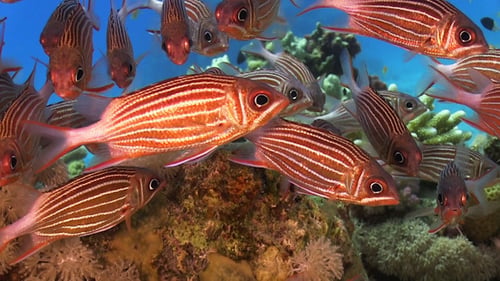Shoal of Stripped Fish on Coral Reef 960
