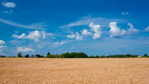 Szene mit Weizenfeld und Wolken