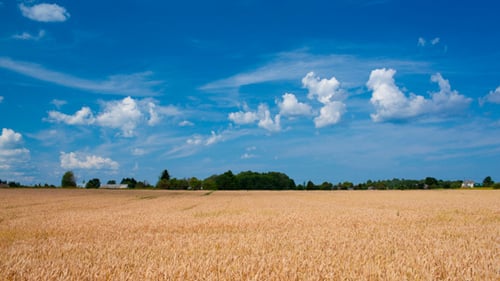 Szene mit Weizenfeld und Wolken im Tag