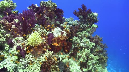 Colorful Fish on Vibrant Coral Reef 967