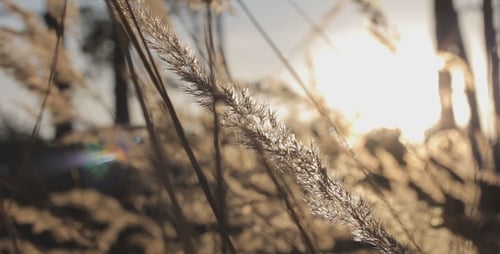 Field At Sunset