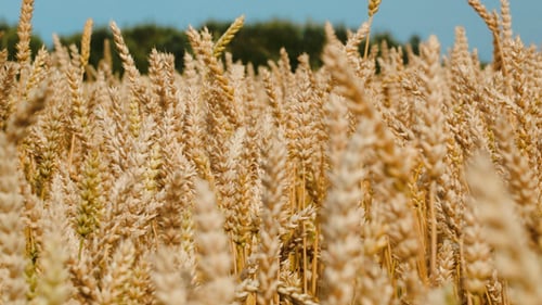 Weizen schwingt im Wind