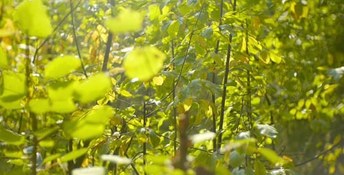 Grüne Blätter im Wald