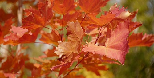 Red Autumn Leaves
