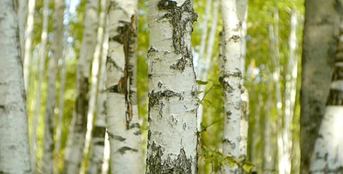Birch Forest