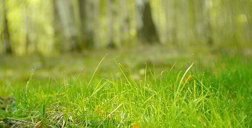 Green Grass In The Forest
