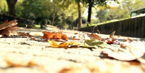 Fallen Autumn Leaves on Park Walkway