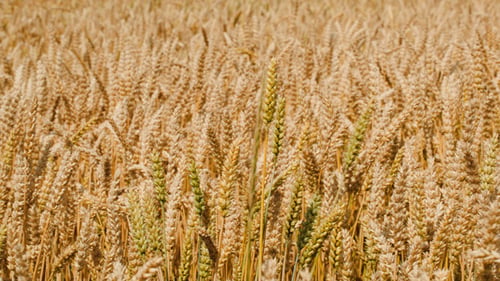 Im Wind schwingendes Weizenfeld