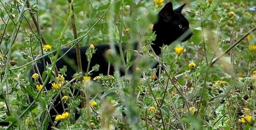 Black Cat in the Garden 2