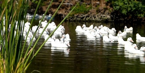 Canards (effet miniature) 12