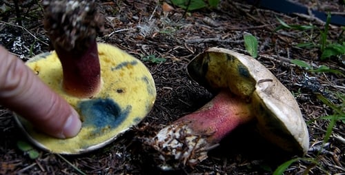 Effect of Wild Mushrooms 2