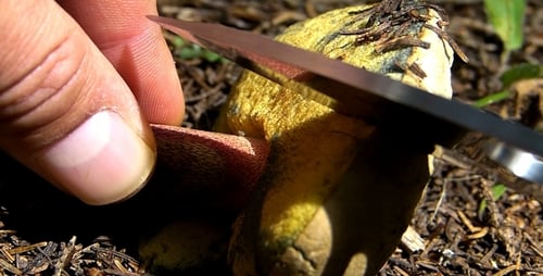 Cutting Into Wild Mushroom With Knife Close Up