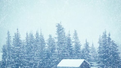 Snowfall in Winter in the Forest Soft Snowy Christmas Morning with Falling Snow