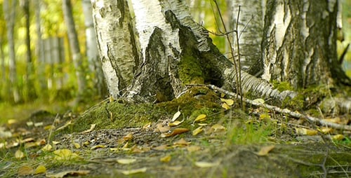 Birch Trees in Forest During Autumn