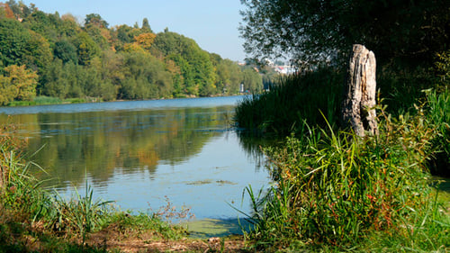 Wald am Ufer des Flusses 1