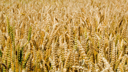 Wheat Swinging Slowly In The Wind