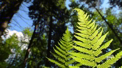 Bright Green Ferns in a Lush Forest
