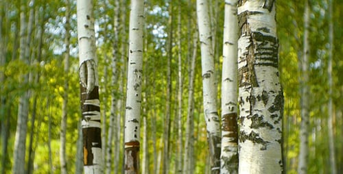 Birch Trees In The Forest
