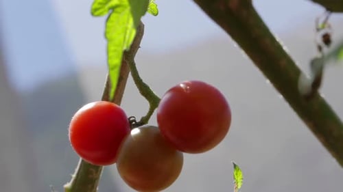 Tomato