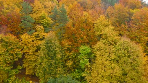 View From the Height on a Bright Yellow Autumn Forest