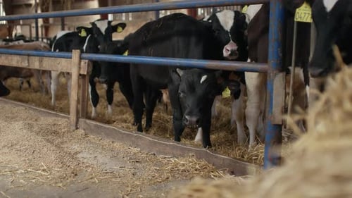 Cows Eating Hay in a Rural Barn