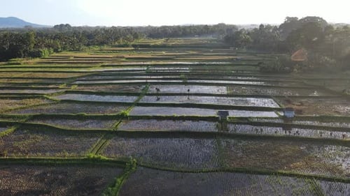 Luftaufnahme des Morgens im Reisfeld Bali im traditionellen Dorf