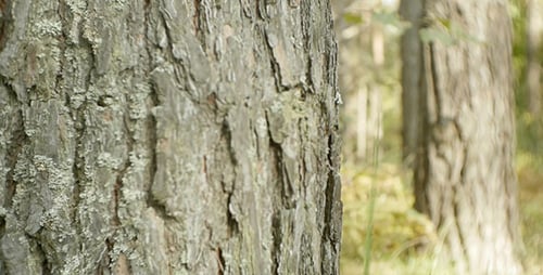 Forest Tree 2