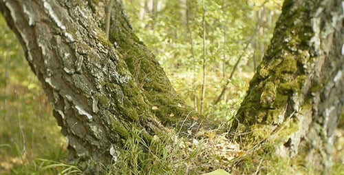 Baum, Wald
