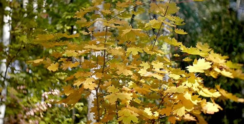 Autumn Forest