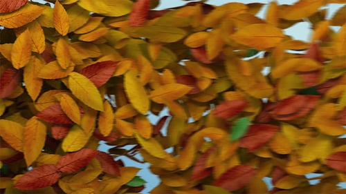 Autumn Leaves Transition
