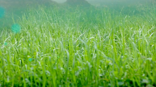 Field of Green Grass Blowing in the Wind