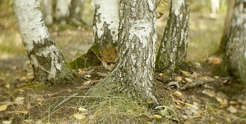 Bäume im Wald 3