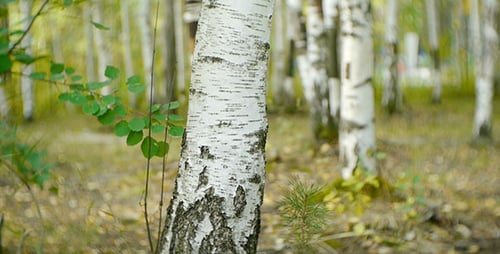 Trees In The Forest 2