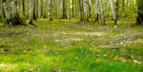 Grünes Gras im Wald 2