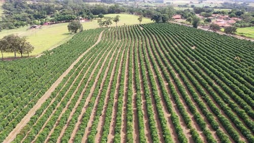 Aerial View of Lush Agricultural Fields