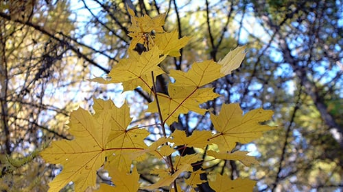 Yellow Maple Leaves in Autumn Forest