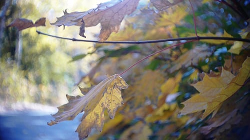 Herbstblätter rascheln im Wind 25